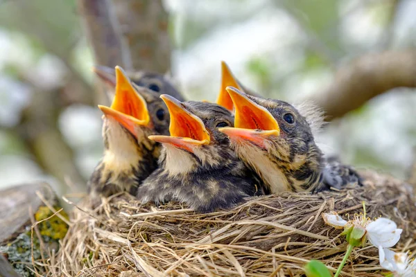 Group of hungry baby birds sitting in their nest with mouths wide open waiting for feeding. Young birds with orange beak cry, nestling in wildlife.
