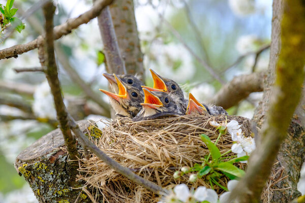 Group of hungry baby birds sitting in their nest on flowering tree with mouths wide open waiting for feeding. Young birds cry.