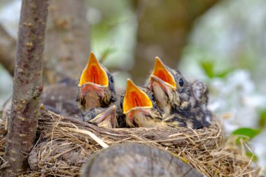 Bird brood in nest on blooming tree, baby birds, nesting with wide open orange beaks waiting for feeding. clipart