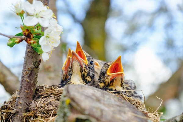 Ptačí Brož v hnízdě na kvetoucích stromech, ptáčci, hnízdění s širokými otevřenými oranžovými zobáky čekáním na krmení. — Stock fotografie