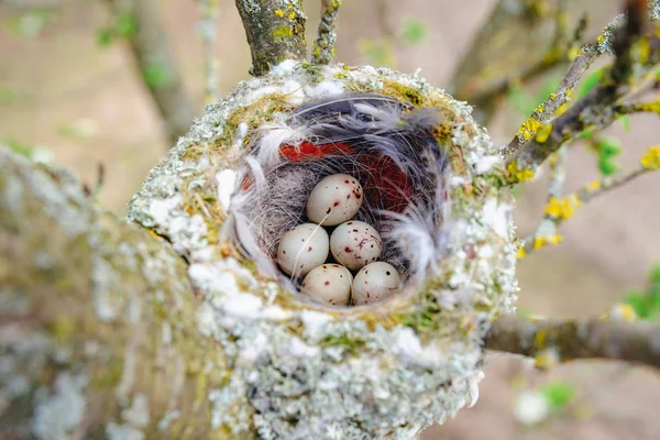 Ptačí hnízdo na větvi větve s pěti barvitým vejci uvnitř — Stock fotografie