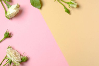 Kopya alanı ile beyaz gül çiçeklerden yapılmış Çerçeve sınır. Düz döşeme tarzı kompozisyon, üst görünüm, genel merkez. Bahar çiçek, trendy minimal düzeni, hassasiyet kavramı. Güzellik blogger veya kadın masası.