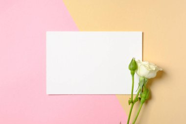 Renkli arka plan üzerinde kopya alanı ve beyaz gülçiçekleri ile boş kağıt kart. Aşk, şefkat, flört, tazelik kavramı. Kadın masası. Yaratıcı minimal tasarım.