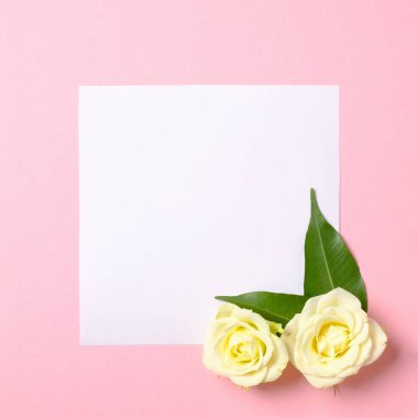 Pastel pembe arka plan üzerinde beyaz gülçiçekleri ile Kare boş kağıt kart. Üst görünüm, ihale minimal düz döşeme tarzı kompozisyon. Aşk ve doğa kavramı.