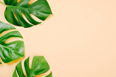 Tropikal bir metin için boşluk ile sarı arka plan üzerinde Monstera bırakır. Düz lay, üst görünüm, pastel renkler, yaz minimal kavramı