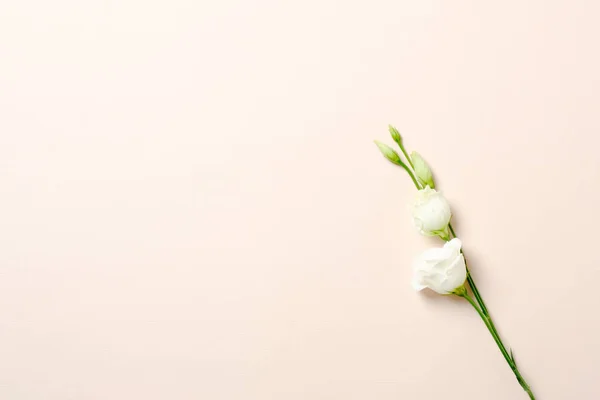 Platte lay, Top View spray Rose tak met witte Petal op pastel roze achtergrond. Vrouwelijke achtergrond met Kopieer ruimte voor tekst. — Stockfoto