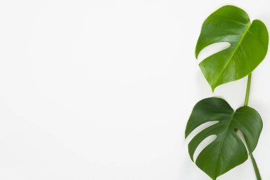 Beyaz arka planda tropik yapraklar. Düz yatış, üst görünüm
