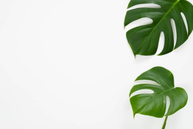 Tropikal orman monstera beyaz arka plan üzerinde bırakır. Düz döşeme, üst görünüm