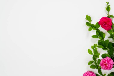 Düz yatıyordu, üst görünümü beyaz arka plan üzerinde pembe gül çiçekleri ile çiçek kompozisyon kadar alay. Blog veya sosyal medya kahraman başlık şablonu.