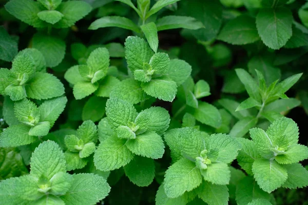 Growing mint leaves background. Green mint pepermint leaves, fresh fragrant mint