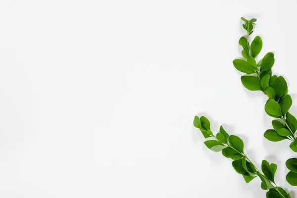 Barberry branch with green leaves on white background. Minimal flat lay style flower composition, top view, copy space. — Stock Photo, Image