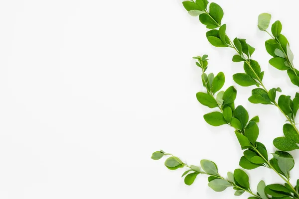 Barberry branch with green leaves on white background. Minimal flat lay style flower composition, top view, copy space. — Stock Photo, Image