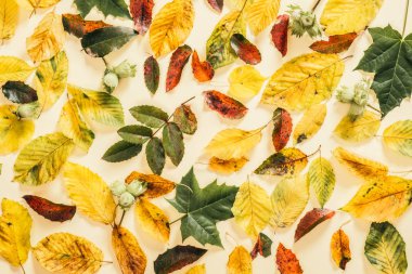 Sonbahar sonbahar pastel bej arka plan üzerinde desen bırakır. Sonbahar kompozisyonu. Düz döşeme, üst görünüm