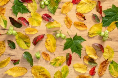 Sonbahar sonbahar ahşap arka plan üzerinde desen bırakır. Sonbahar kompozisyonu. Düz döşeme, üst görünüm