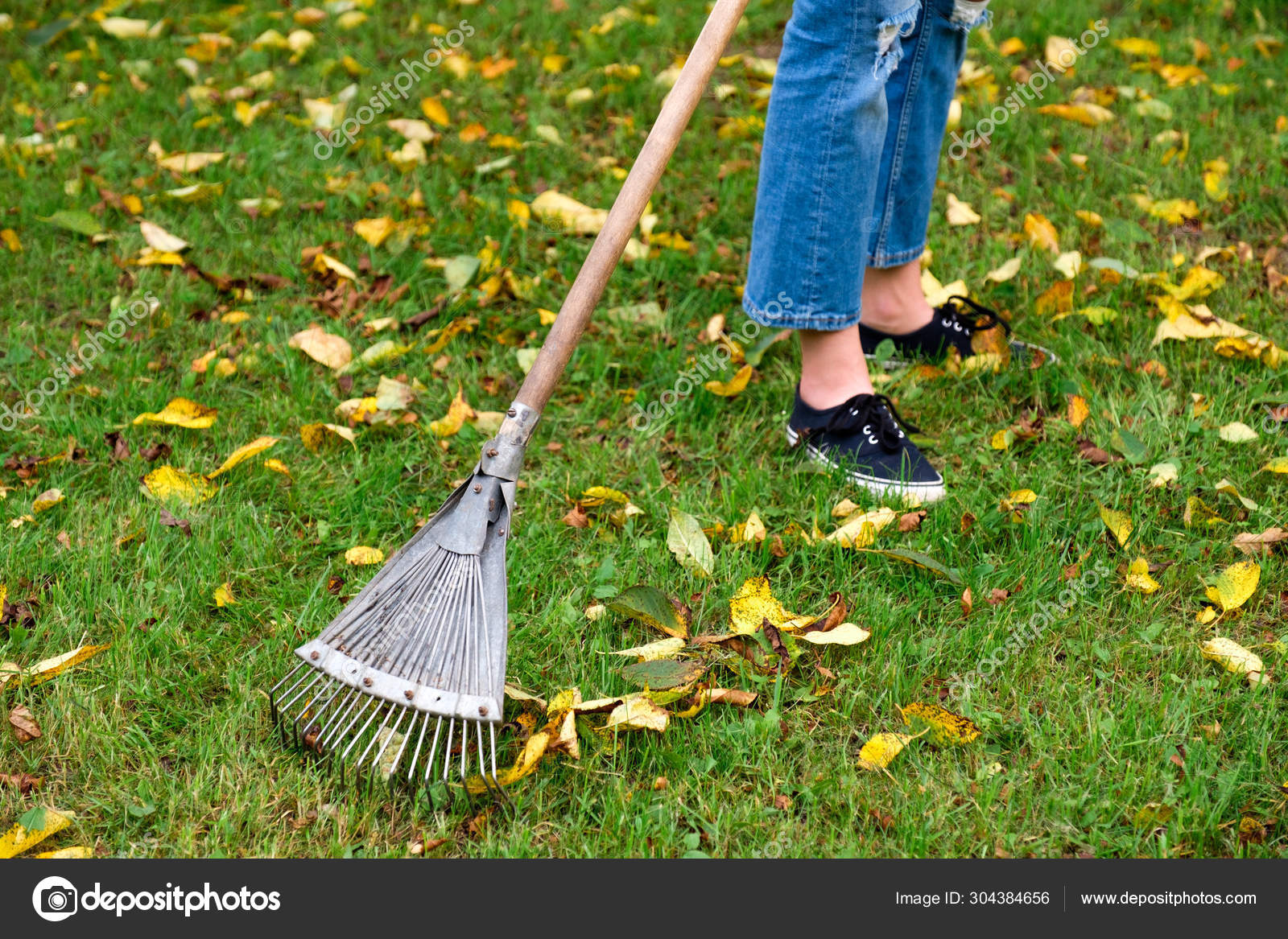 Raking Fall Leaves From Lawn With Leaf Rake In Autumn Seasonal Garden Work Backyard Cleaning Stock Photo