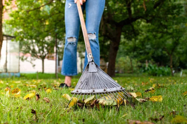 Fallendes Laub im Garten rechen. Gärtnerin reinigt Rasen von Laub im Hinterhof. Frau steht mit Harke. Herbstliche Saisonarbeit im Garten. — Stockfoto