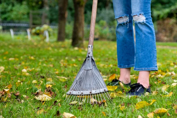在花园里拉落落叶。在秋天，妇女拿着一把铲子，用树叶清洁草坪 — 图库照片