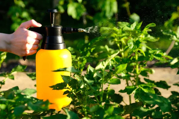 Frau Hält Gartensprayflasche Der Hand Und Sprüht Kartoffelhalme Gegen Pflanzenkrankheiten — Stockfoto