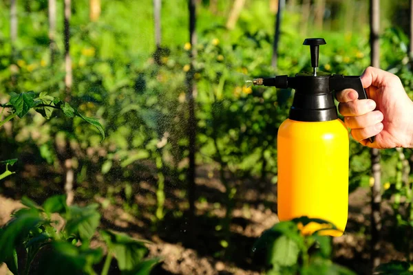 Yellow garden sprayer bottle in human hand. Spraying a tomato stalks against plant diseases and pests. Use hand sprayer with pesticides in the garden.