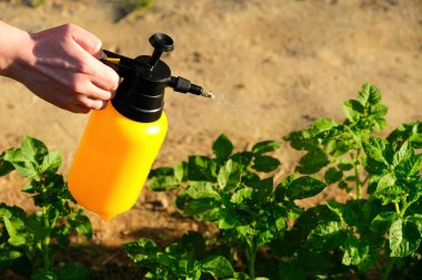 Bitki hastalıklarına ve böceklere karşı patatesler için bahçe spreyi kullanmak.