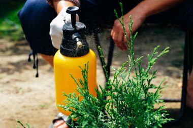 Çiftçi el, thuja ağacına böcek ilacı püskürtüyor. Bitki hastalıkları ve zararlıları koruma konsepti. Bahçe spreyi.