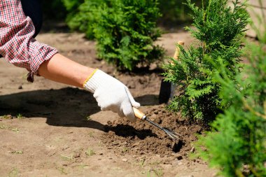 Bahçe toprak bakımı konsepti. Eldivendeki çiftçi eli, bahçe çapası kullanarak thuja ağacının yakınındaki zemini gevşetiyor..