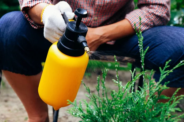 Gardener Ψεκασμό Thuja Δέντρο Χρησιμοποιώντας Μπουκάλι Ψεκασμού Κήπο Προστασία Των — Φωτογραφία Αρχείου