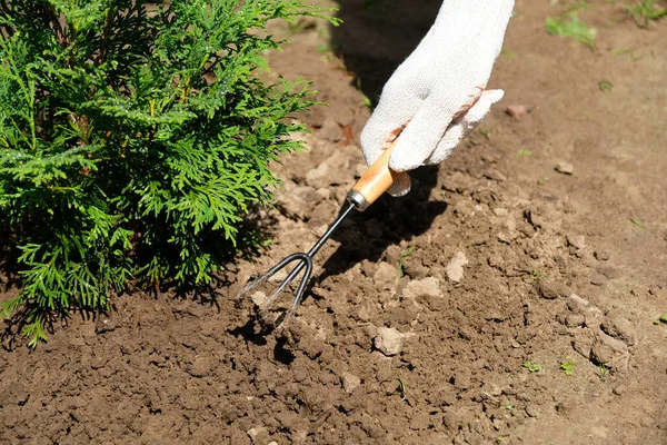 花园土壤保护的概念 农夫手拿着手套用菜刀松动树旁的地面 — 图库照片