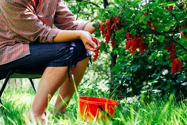Landwirt Pflückt Reife Rote Johannisbeeren Eigenen Garten — Stockfoto
