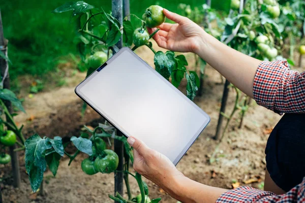 トマトの植物をチェックするためにデジタルタブレットを使用して農家 革新的な農業技術の概念 — ストック写真
