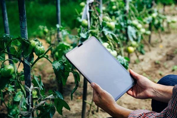 Kvinna Kontrollerar Tomatplantor Med Hjälp Digitala Surfplattor Begreppet Innovativ Jordbruksteknik — Stockfoto