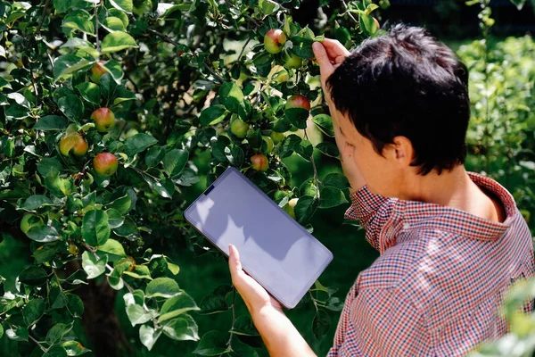 Frau Benutzt Ein Digitales Tablet Während Sie Einem Apfelgarten Arbeitet — Stockfoto