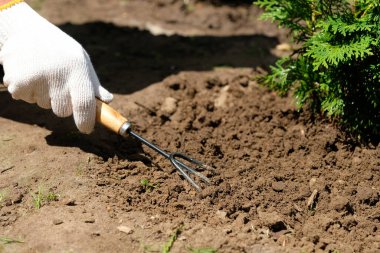 Çiftçi, katil ağaç bitkisinin etrafında bahçe tırmığı kullanarak toprak ekip biçer.