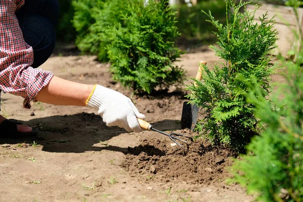 Αγρότης Καλλιεργεί Χώμα Γύρω Από Φυτό Thuja Χρησιμοποιώντας Τσουγκράνα Κήπου — Φωτογραφία Αρχείου