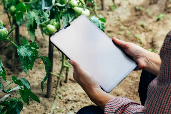 Boer Inspecteert Tomaten Gebruikt Tabletcomputer Voor Analyse Innovatief Landbouwtechnologieconcept — Stockfoto