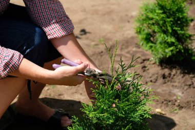 Bahçıvan bahçe makası kullanarak haydut ağacı buduyor.