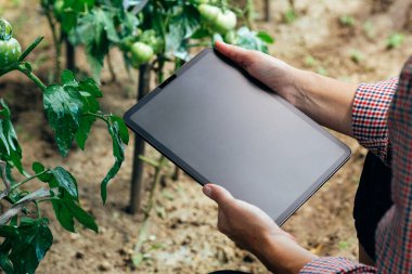 Çiftçi domates bitkileriyle serada dijital tablet bilgisayar kullanıyor. Tarım kavramında yenilik teknolojisi.