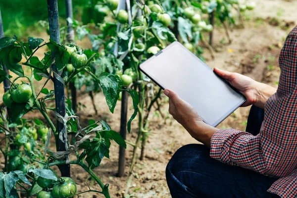 Domates yetiştirmek için dijital tablet kullanan çiftçi. Tarımsal büyüme faaliyetlerinde modern teknoloji uygulaması