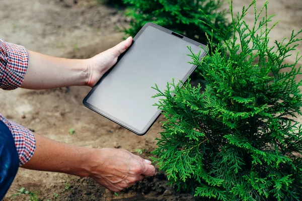 Mujer Usando Tableta Digital Jardín Buscar Información Sobre Crecimiento Thuja —  Fotos de Stock