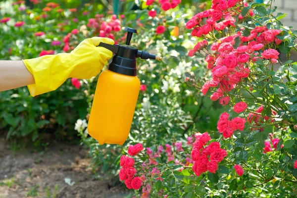 Mujer Con Guantes Protectores Rociando Rosas Florecientes Jardín Uso Botella —  Fotos de Stock