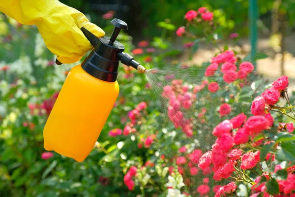 Samičí Ruka Držící Lahvičku Zahradním Sprejem Pesticidy Stříkající Tekutinou Kvetoucí — Stock fotografie