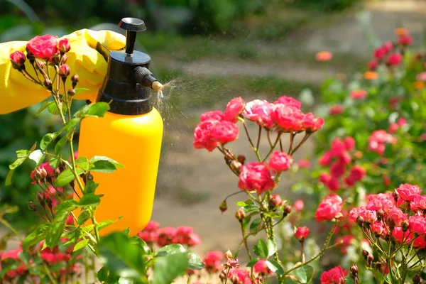 Gärtner Mit Schutzhandschuhen Die Eine Blühende Blume Besprühen Einsatz Von — Stockfoto