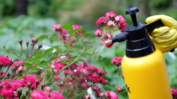Ogrodnik Opryskujący Kwitnące Róże Używanie Butelki Pestycydami Zwalczania Owadów Chorób — Wideo stockowe