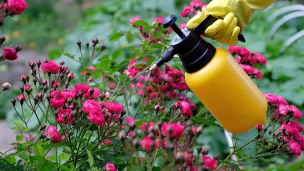 Jardinero Con Guantes Rociando Flores Florecientes Uso Botella Pulverización Jardín Clip De Vídeo