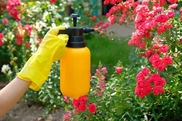 Zahradník Rozprašuje Růže Pomocí Zahradní Stříkací Láhve Insekticidem Koncept Ochrany — Stock fotografie