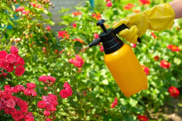 Concetto Controllo Dei Parassiti Giardiniere Spruzzando Rose Giardino Utilizzando Bottiglia — Foto Stock