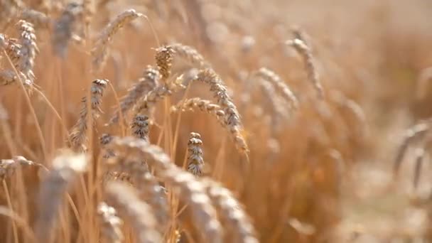 Campo Trigo Orejas Trigo Dorado Cerca Concepto Cosecha Cosecha Movimiento Imágenes de stock libres de derechos