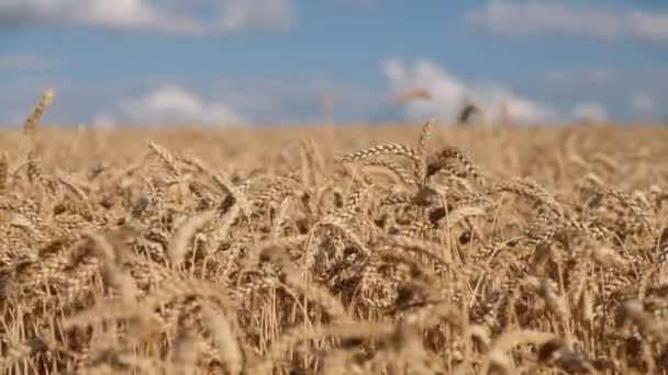 Gün Batımında Tarlada Olgun Altın Buğday Rüzgar Buğday Kulaklarını Çırpar — Stok video