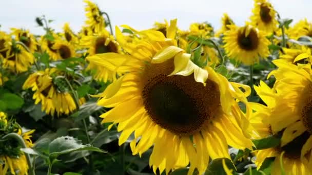 Słoneczniki Letnim Polu Zbliżenie Piękne Żółte Kwiaty Słonecznika Polu Oświetlonym Klip Wideo