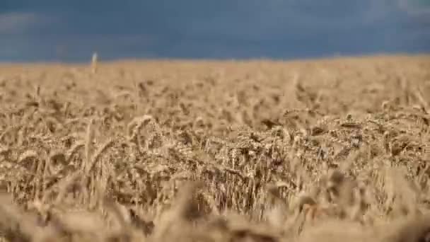 Maturare Grano Dorato Sul Campo Tramonto Vento Svolazzare Spighe Del — Video Stock